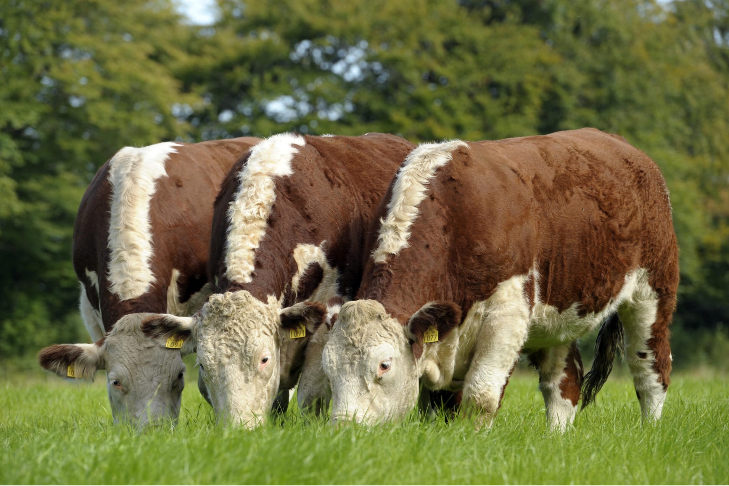 irish hereford prime beef carmans