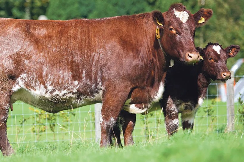 Irish Shorthorn Prime Beef carmans