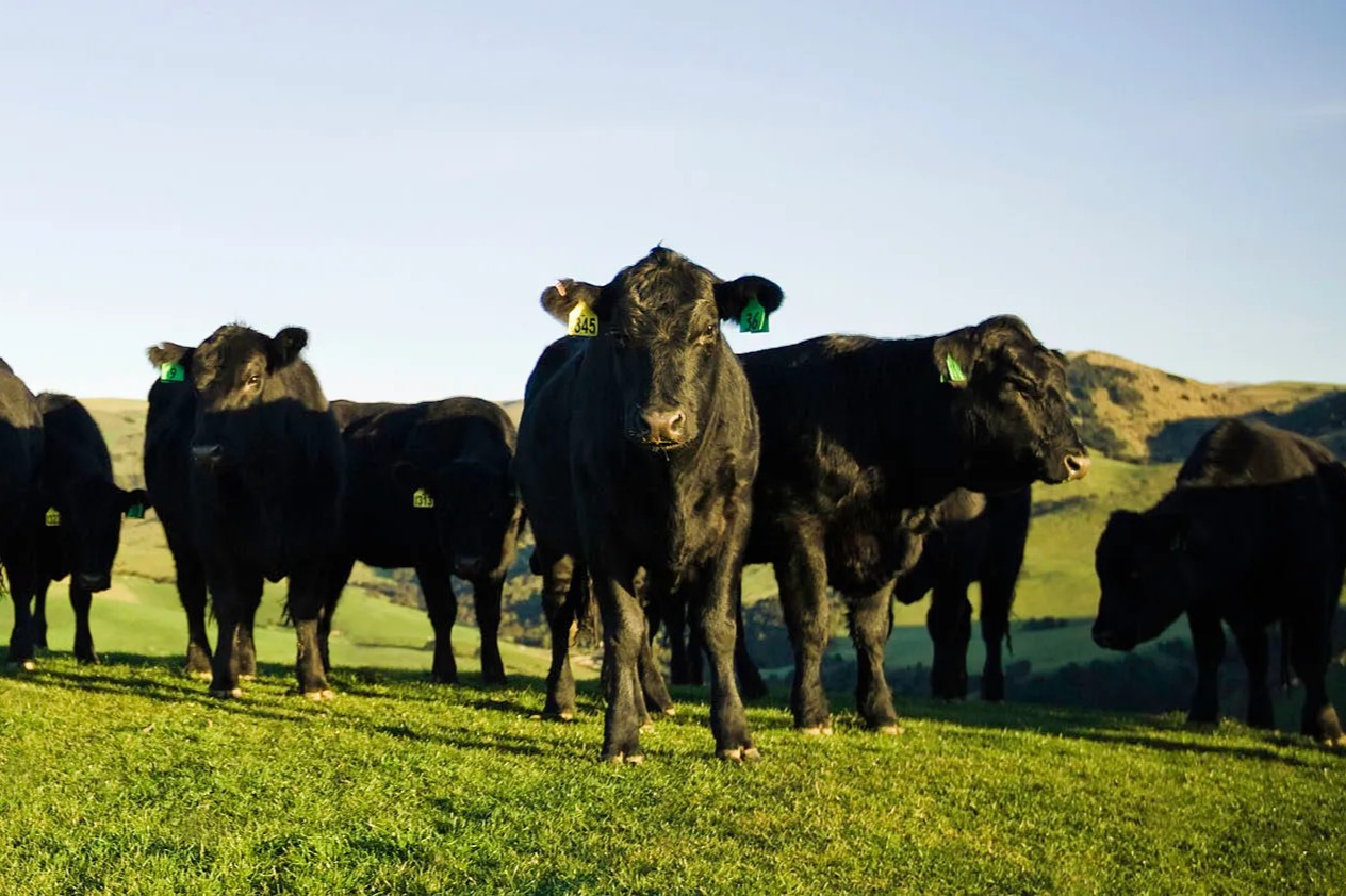Nieuw-Zeelands Prime beef carmans