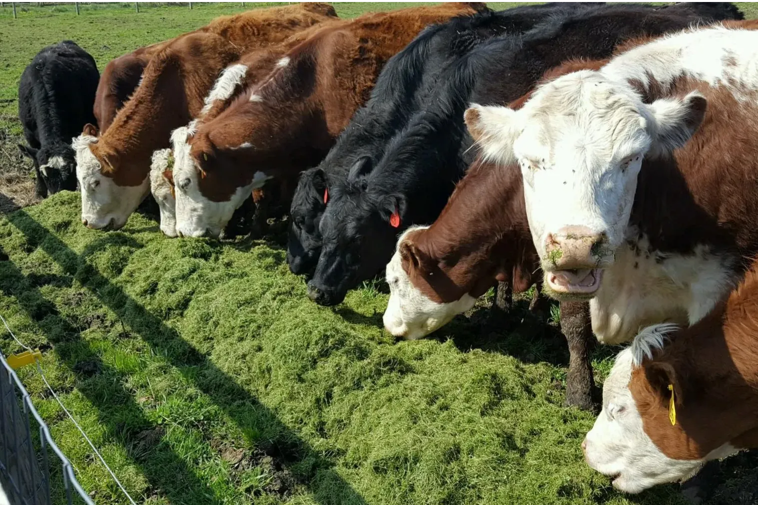 Irish Nature Prime beef carmans