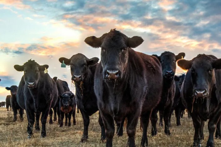 Australisch Red & Black Angus carmans